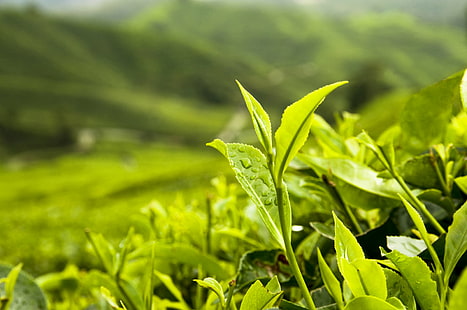 close-up photography of green leaf plant, Tea Leaves, close-up photography, green leaf, plant, Japan, Trade, Farmers, jobs, National Organic Program, NOP, Ranchers, rural communities, AMS, Certification, nature, leaf, green Color, growth, tea Crop, freshness, agriculture, outdoors, close-up, HD wallpaper HD wallpaper