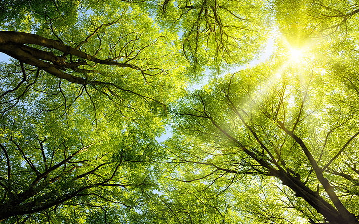Warme Frühlingssonne Durch Den Baldachin Von Hohen Bäumen Buche, HD-Hintergrundbild