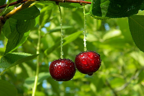 Fruits, Cherry, Close-Up, Fruit, Water Drop, HD wallpaper HD wallpaper