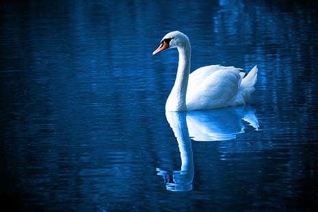 white swan, birds, blue, feathers, lake, mirror, reflection, swimming, water, wildlife, peace, peaceful, swan, HD wallpaper HD wallpaper