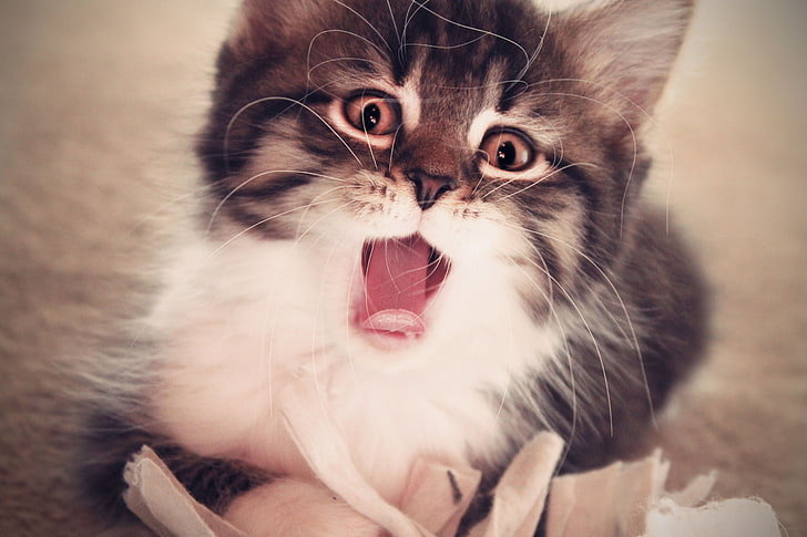 kurzhaarige weiße und graue Katze, Kätzchen, Gähnen, flauschig, Baby, HD-Hintergrundbild