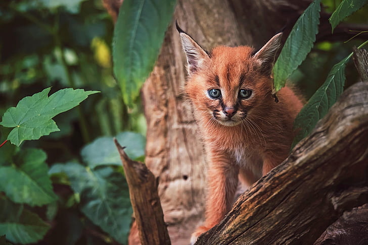 look, face, leaves, nature, pose, background, tree, baby, lynx, sitting, wild cat, Caracal, a small lynx, HD wallpaper