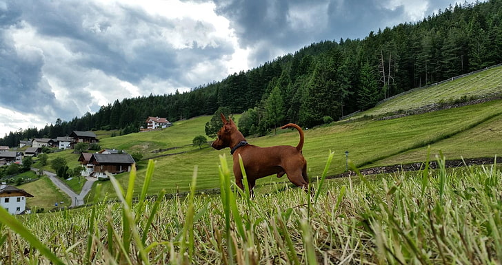 Dolomites (mountains), animals, nature, dog, landscape, HD wallpaper