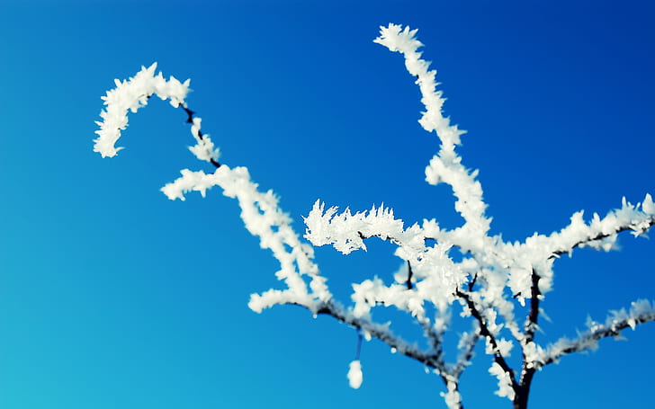 Winter Frosted Tree, drzewo, zima, oszronione, Tapety HD