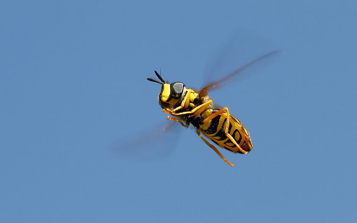 yellowjacket wasp, insect, bees, animals, closeup, HD wallpaper