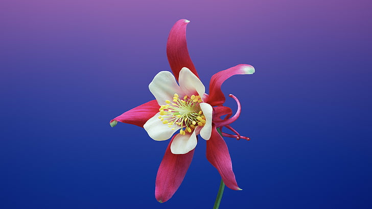 weiß und rosa Blütenblatt Blume, iPhone X Wallpaper, iPhone 8, Blume, iOS11, Retina, 4k, HD, WWDC 2017, HD-Hintergrundbild
