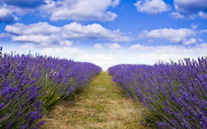 Flowers, 2560x1600, sky, cloud, field, lavender, field of lavender, lavender field  hd, field of lavender pictures, HD wallpaper