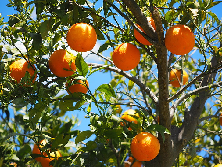 лимонное дерево, апельсины, фрукты, апельсиновое дерево, цитрусовые, HD обои