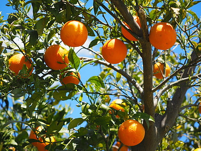 レモンの木、オレンジ、果物、オレンジの木、柑橘類、 HDデスクトップの壁紙 HD wallpaper