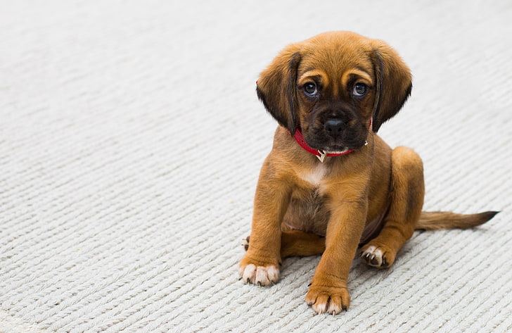 look, pug, cute, puppy, sitting, sad eyes, sobaka, HD wallpaper