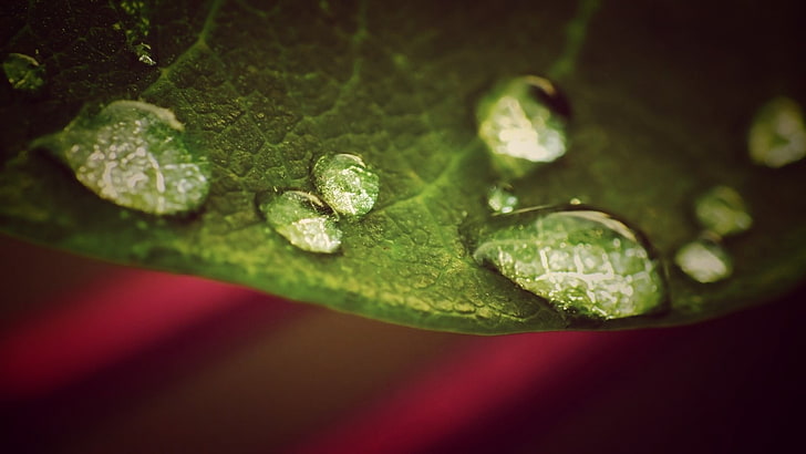 grünes Blatt, Nahaufnahmefoto des Wassertaus auf Blatt, Natur, Regen, Makro, Blätter, Pflanzen, Grün, Rot, HD-Hintergrundbild