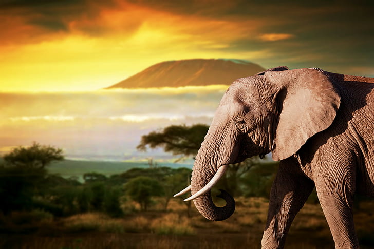 animals, elephant, 4k, HD, HD wallpaper