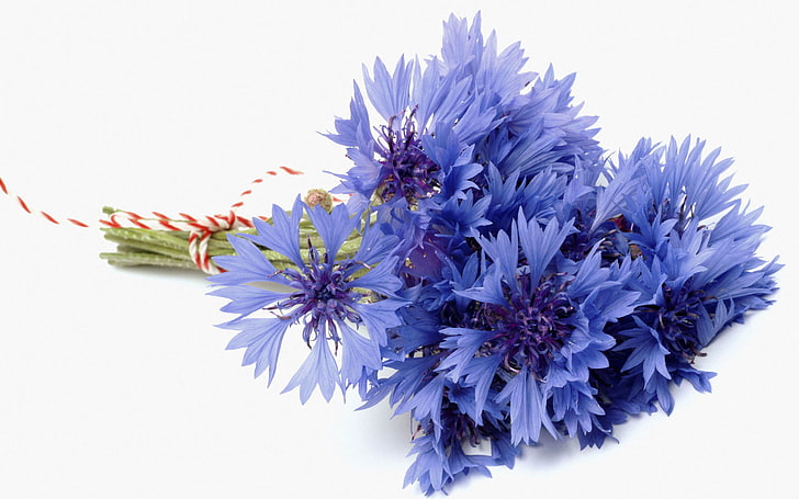 blue cornflowers, flower, blue, bouquet, white background, cornflower, cornflowers, bluet, cenraurea, HD wallpaper