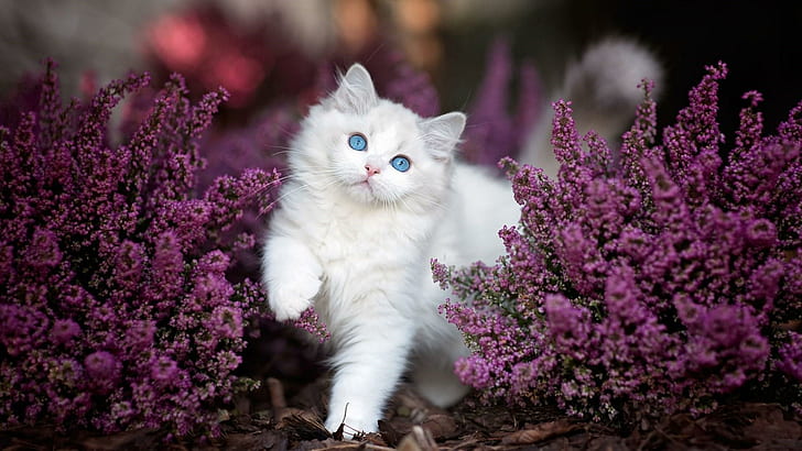 котка, бозайник, цвете, сини очи, бяла котка, мустаци, лилави цветя, Ragdoll, коте, цвят, растение, HD тапет