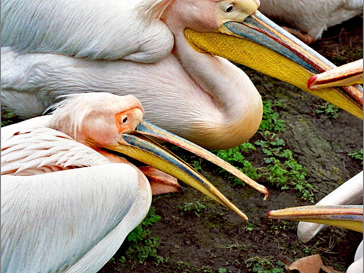 клюн клюнове Пеликани HD, животни, птици, клюнове, пеликани, HD тапет