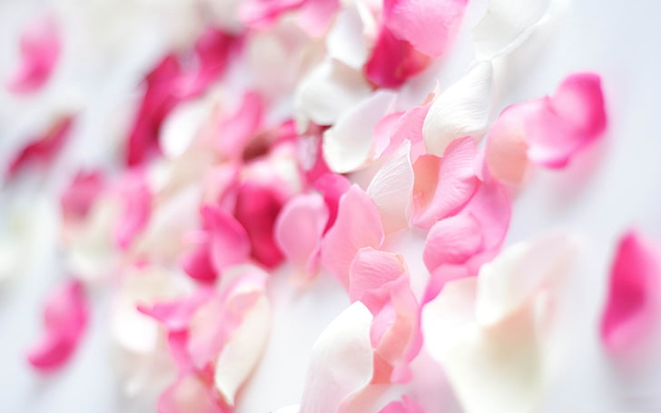 분홍색 꽃잎 식물 HD 사진 바탕 화면, 흰색과 분홍색 꽃 꽃잎, HD 배경 화면