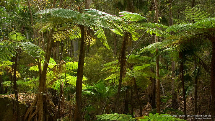 Taman Nasional Carnarvon Gorge, Queensland, Australia, Oseania, Wallpaper HD
