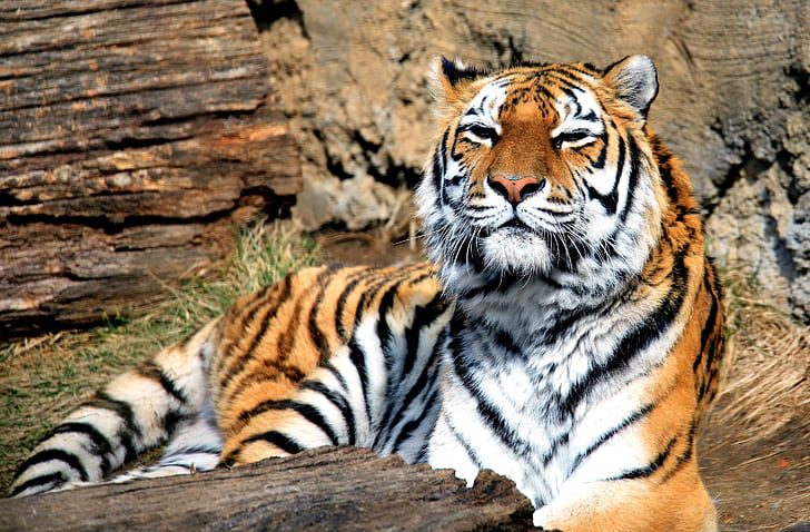 Kucing besar, Hewan, harimau, Panthera tigris, predator, mamalia, kucing besar, Wallpaper HD