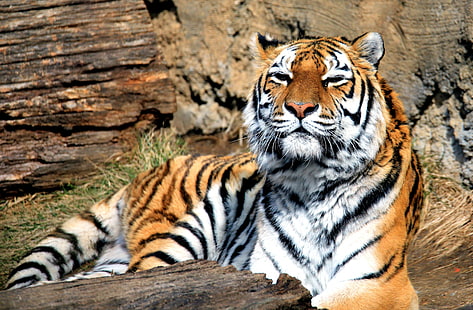 Stor katt, djur, tiger, Panthera tigris, rovdjur, däggdjur, stor katt, HD tapet HD wallpaper