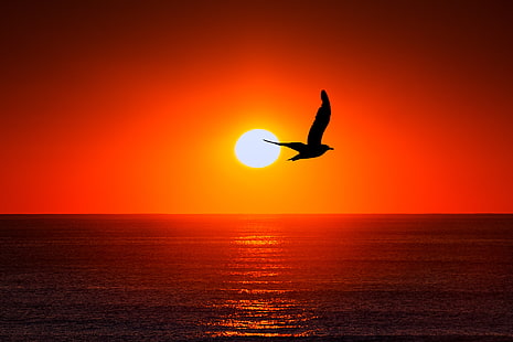 черная птица, птица, силуэт, солнце, море, небо, HD обои HD wallpaper