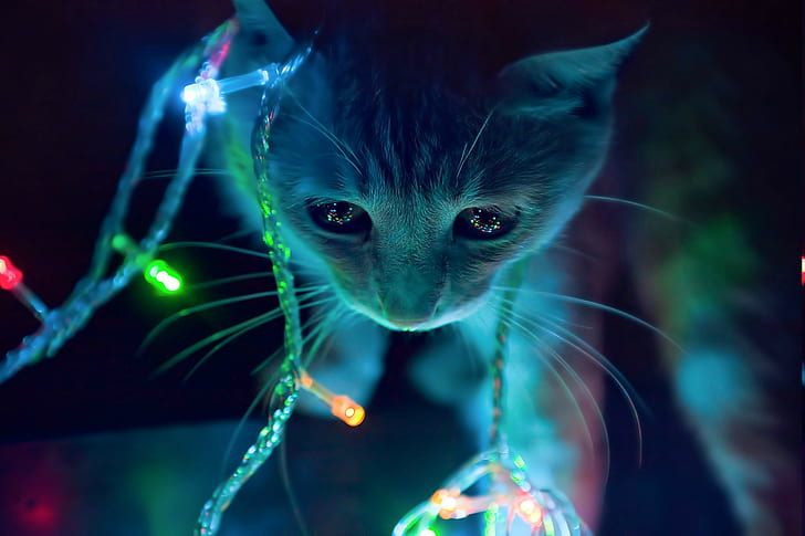 Animales, anime, gatos, luces de navidad, luces, Fondo de pantalla HD |  Wallpaperbetter