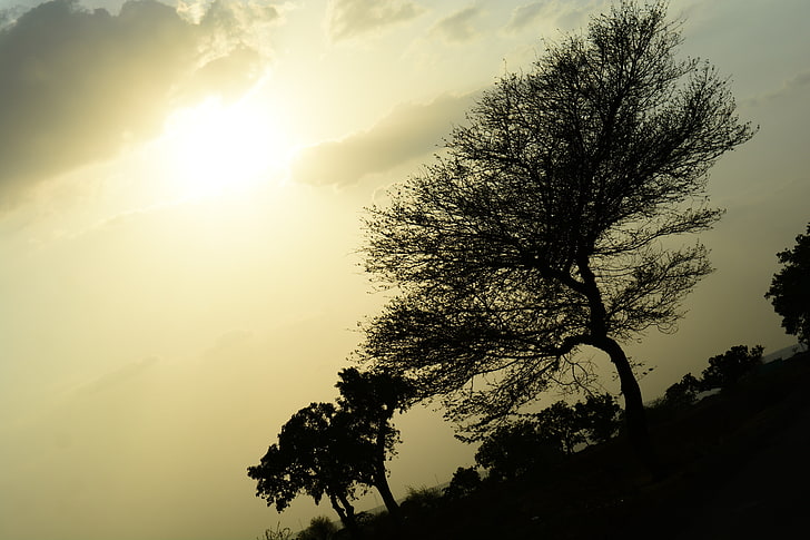 Слънце, дървета, сянка, залез, природа, околна среда, Sushant, HD тапет