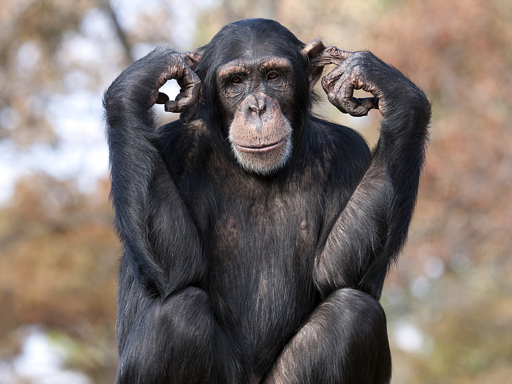 шимпанзе, HD обои
