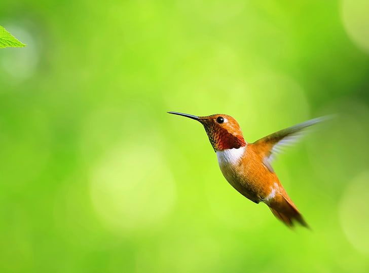Hummingbird, brown hummingbird, Animals, Birds, Green, Bird, hummingbird, HD wallpaper