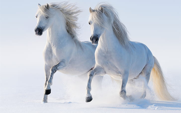 Två vita hästar, vinter, snö, två, vita, hästar, vinter, snö, HD tapet