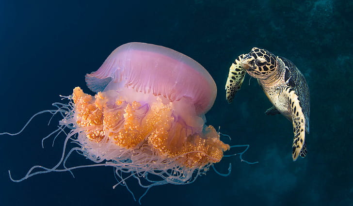 Медуза и Черепаха Обои Обои Hd, HD обои