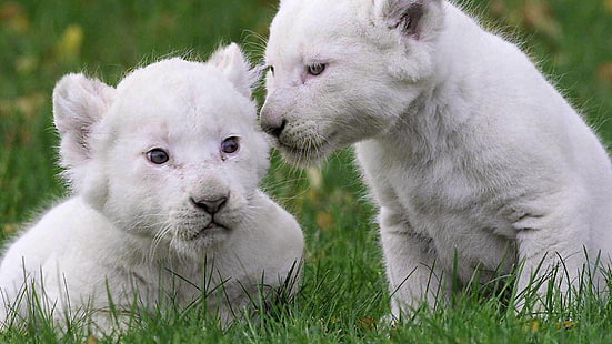 leone, leoni, cucciolo, cuccioli, erba, carino, leone bianco, Sfondo HD HD wallpaper
