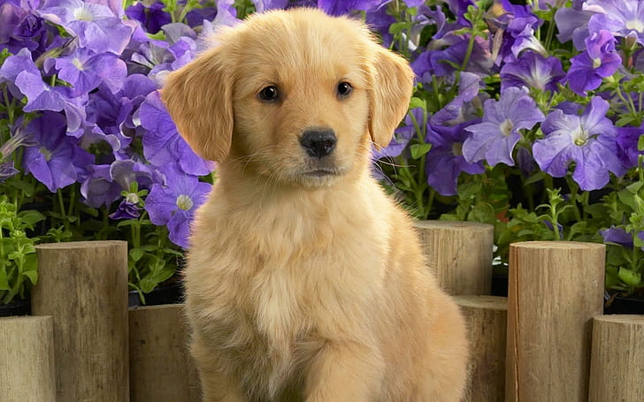 Animaux, chien, Golden Retriever, mignon, fleurs violettes, photographie, animaux, chien, Golden Retriever, mignon, fleurs violettes, photographie, Fond d'écran HD