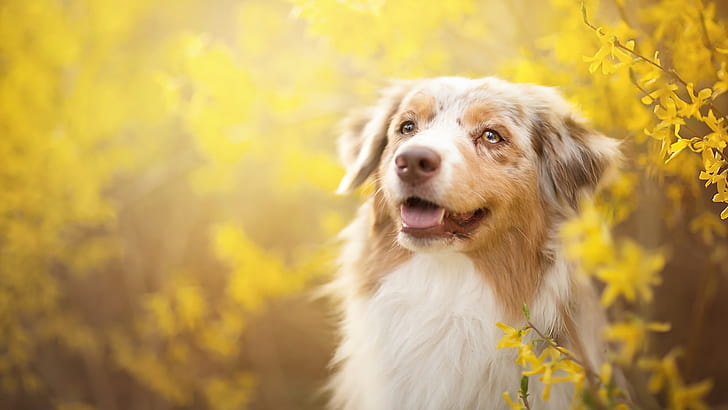 犬、黄色の花、春、犬、黄色、花、春、 HDデスクトップの壁紙