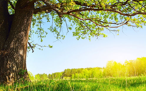 나무, 여름, 태양, 나무 아래 여름 태양, HD 배경 화면 HD wallpaper
