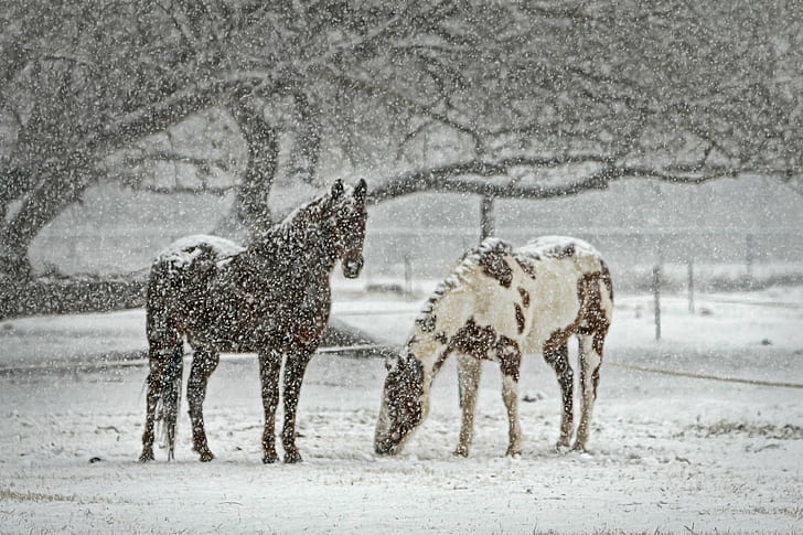 animal, equestrian, equine, horse, mare, nature, snow, snowfall, wild, winter, HD wallpaper