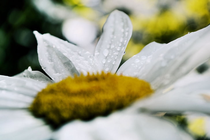white daisy flower, spring, flowers, rain, tulips, fresh, Daisy, HD wallpaper
