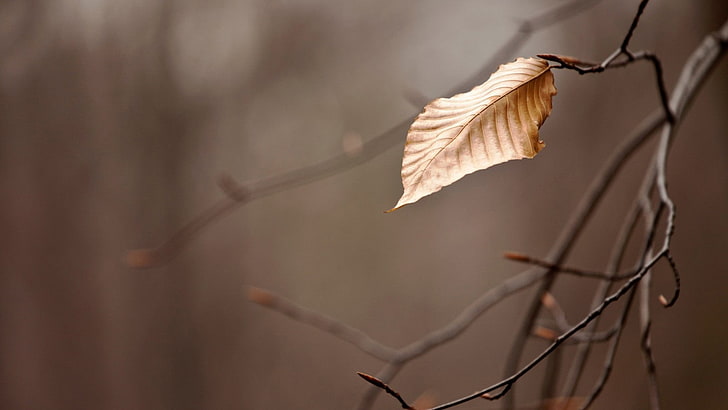 nature, leaves, branch, depth of field, HD wallpaper