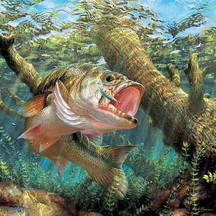 ilustraciones, bajo, peces, peces, pesca, lago, río, deporte, bajo el agua, agua, Fondo de pantalla HD HD wallpaper