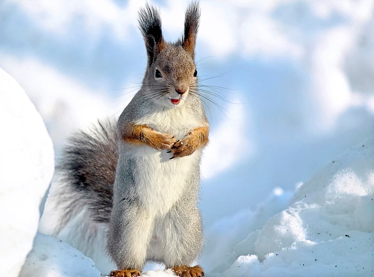white and gray animal, squirrel, snow, winter, animal, HD wallpaper