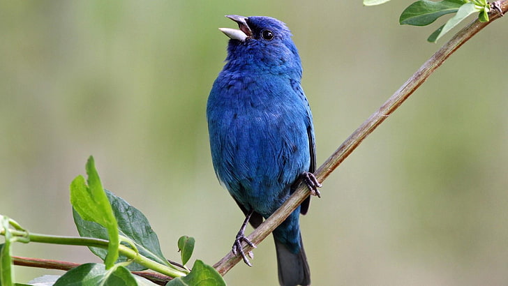 blue bird, bird, indigo bunting, fauna, wildlife, feather, branch, HD wallpaper