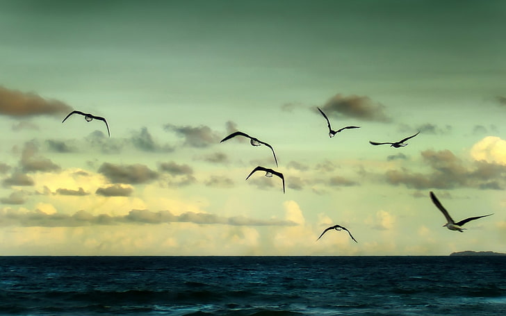 Sieben Möwen, Tiere, Vögel, Meer, Wolken, HD-Hintergrundbild