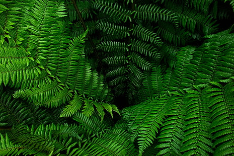 緑のシダ植物、緑、葉、シダ、 HDデスクトップの壁紙 HD wallpaper