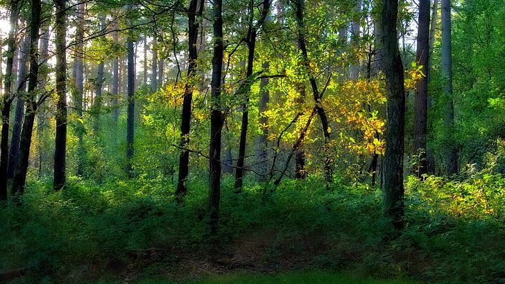 grüne Bäume, Holz, Bäume, Grüns, HD-Hintergrundbild
