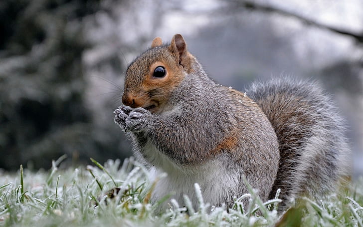 scoiattolo, animali, inverno, natura, mammiferi, Sfondo HD