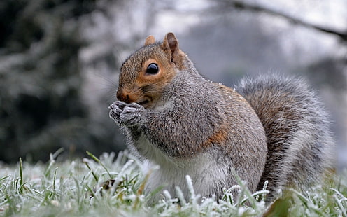 écureuil, animaux, hiver, nature, mammifères, Fond d'écran HD HD wallpaper