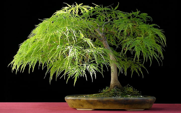 Bonsai Tree Tree HD, природа, дърво, бонсай, HD тапет