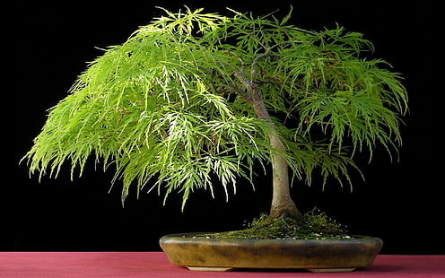 Bonsai Tree Tree HD, ธรรมชาติ, ต้นไม้, บอนไซ, วอลล์เปเปอร์ HD HD wallpaper