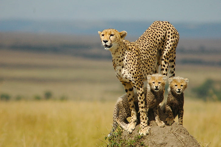 sayang, Cheetah, Kitten, Wallpaper HD