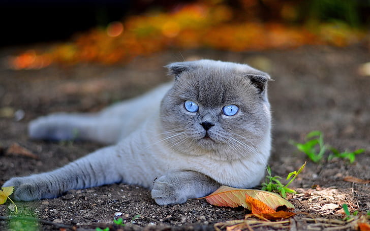 Шотландская вислоухая кошка, бело-серый русский голубой кот, шотландская вислоухая кошка, HD обои