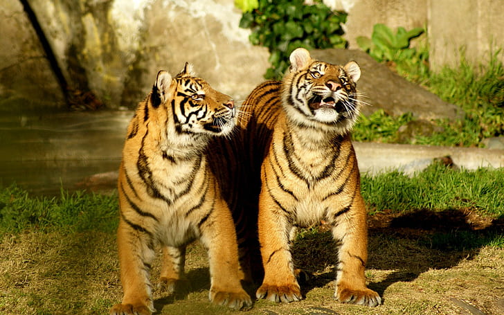 pair, tiger, HD wallpaper